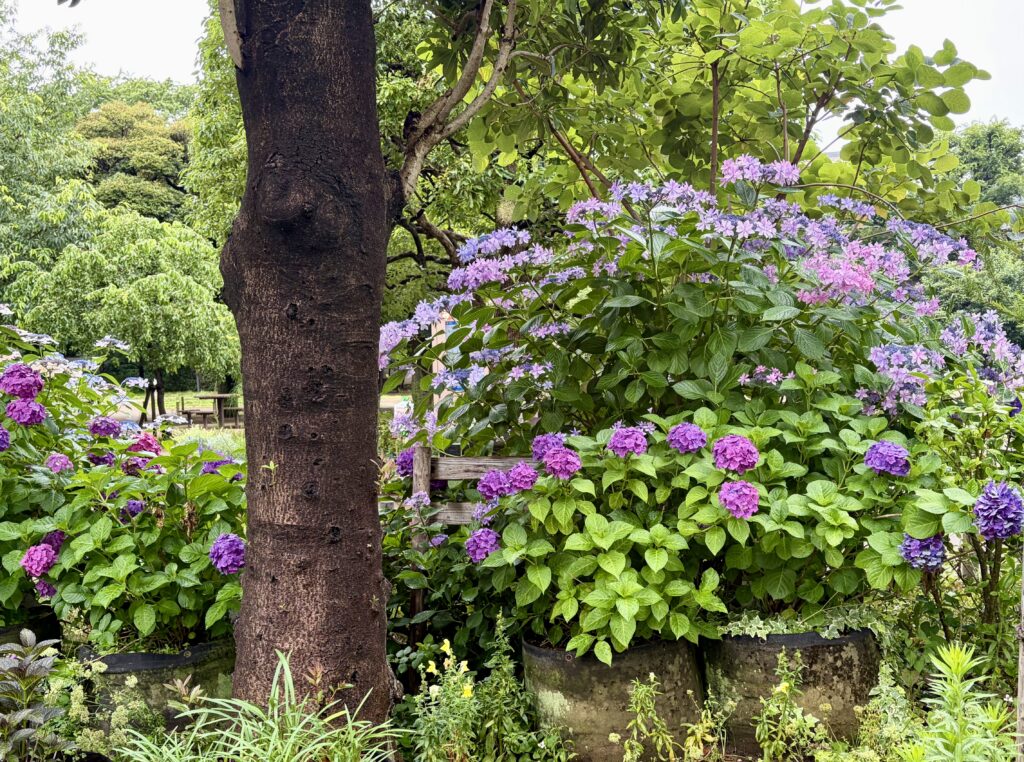 傘と紫陽花